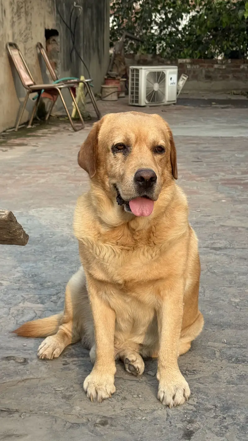 British labrador — photo 6