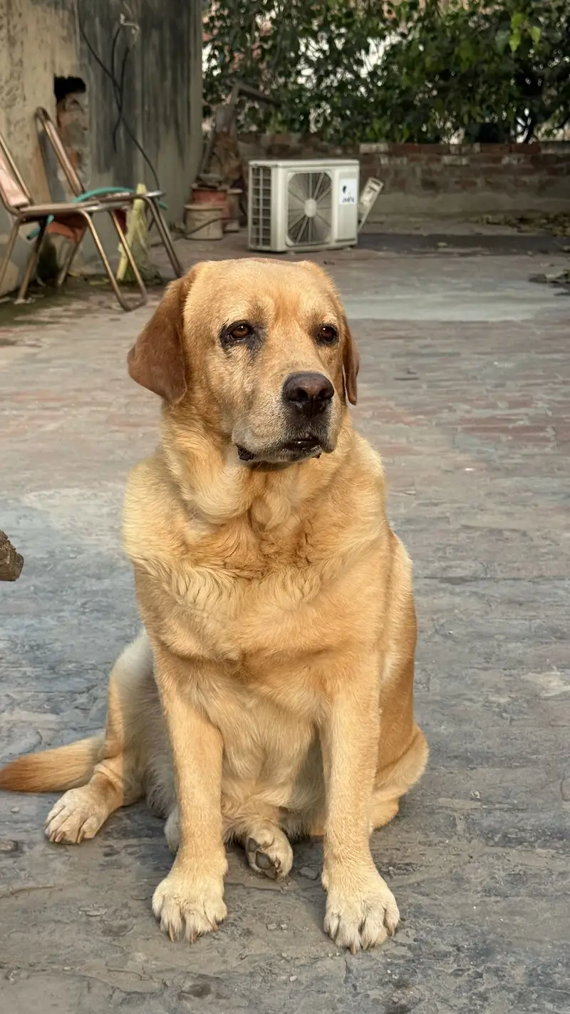 British labrador — photo 7