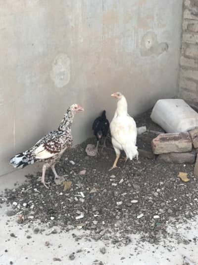 3 Aseel Mix Chickens – 1 Rooster & 2 Hens | Healthy Desi Birds