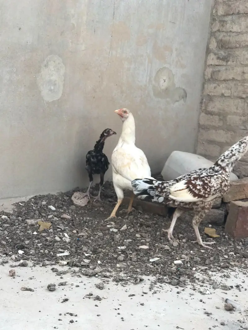 3 Aseel Mix Chickens – 1 Rooster & 2 Hens | Healthy Desi Birds — photo 2