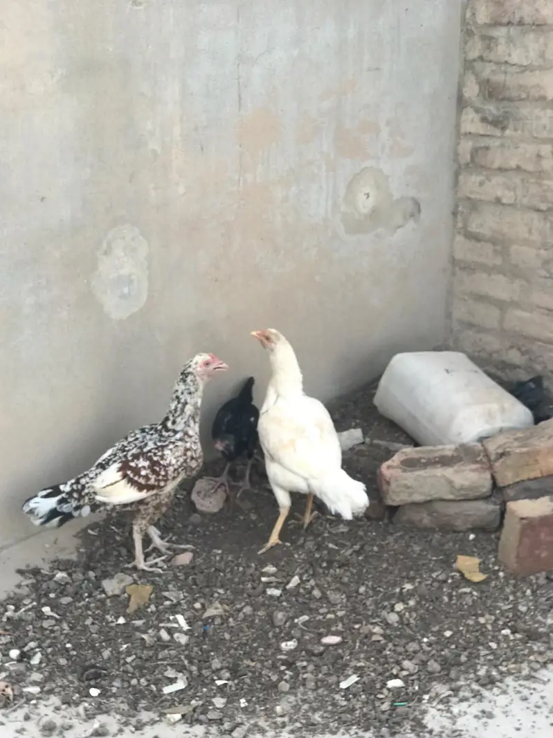 3 Aseel Mix Chickens – 1 Rooster & 2 Hens | Healthy Desi Birds — photo 3