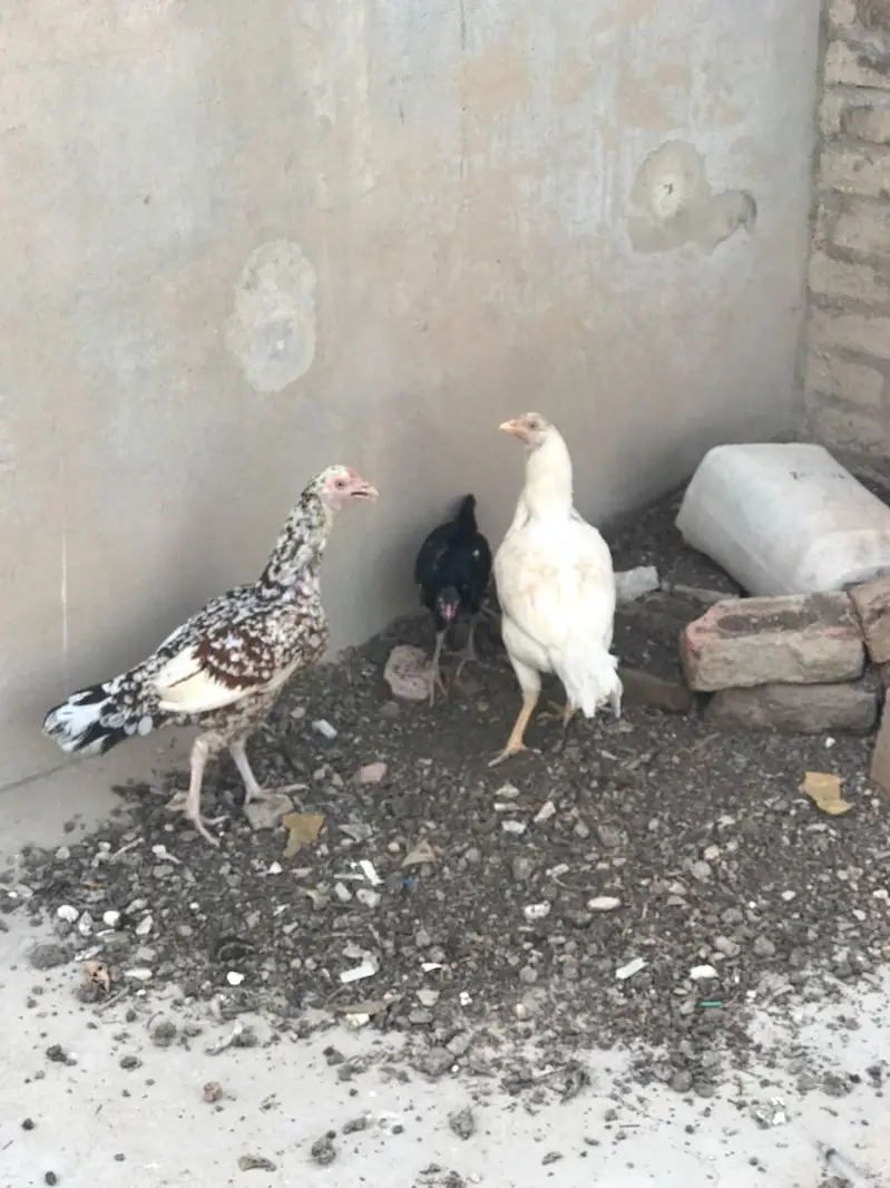 3 Aseel Mix Chickens – 1 Rooster & 2 Hens | Healthy Desi Birds — photo 4