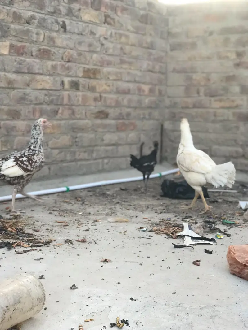 3 Aseel Mix Chickens – 1 Rooster & 2 Hens | Healthy Desi Birds — photo 5