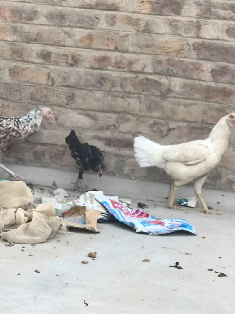 3 Aseel Mix Chickens – 1 Rooster & 2 Hens | Healthy Desi Birds — photo 6