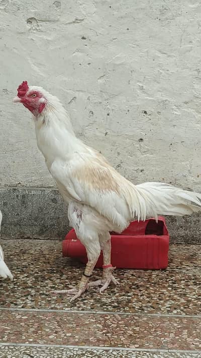 Aseel Heera breeder