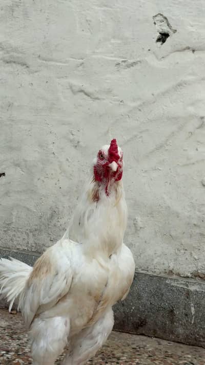 Aseel Heera breeder
