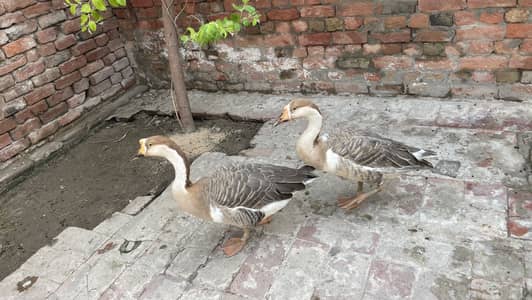 2 Healthy Adult Geese for Sale – Pair Available