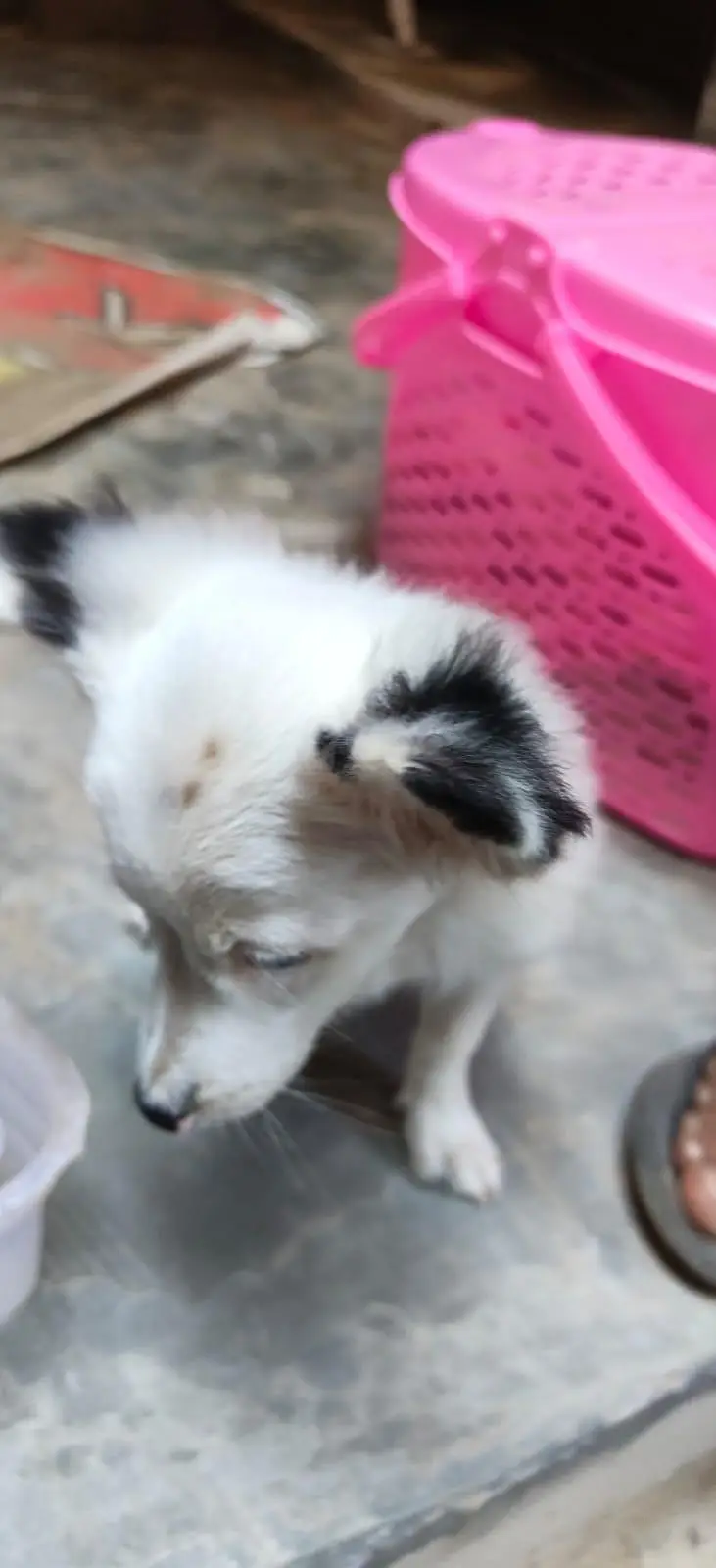 tight dog — photo 2