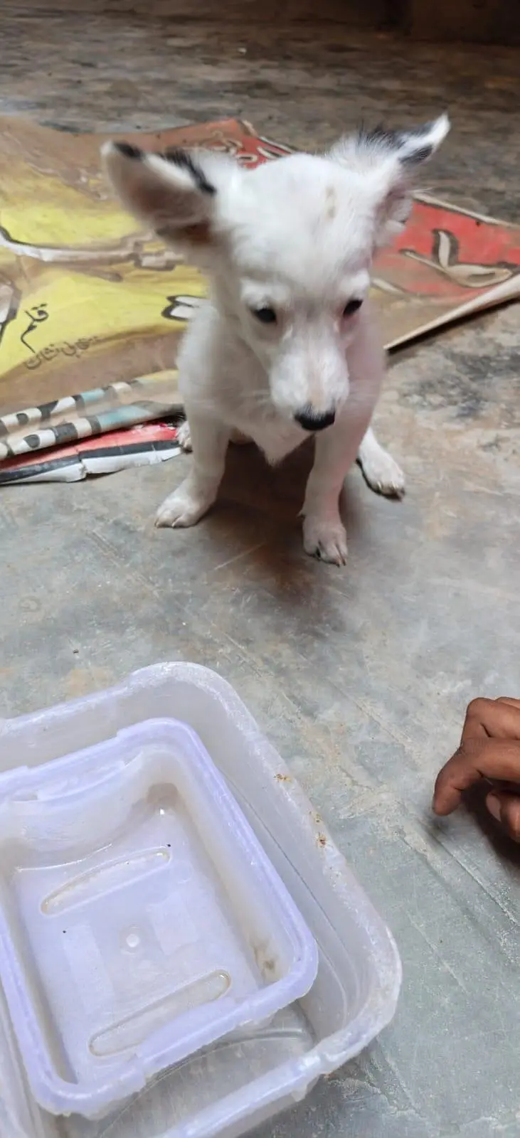 tight dog — photo 3