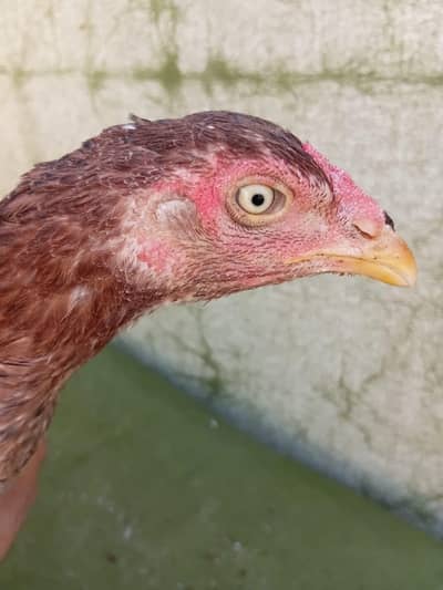 Aseel Hens Home Breed