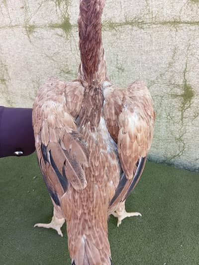Aseel Hens Home Breed