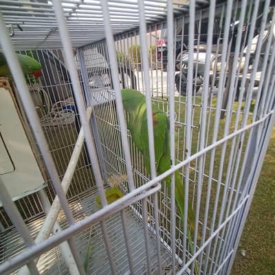Raw parrot