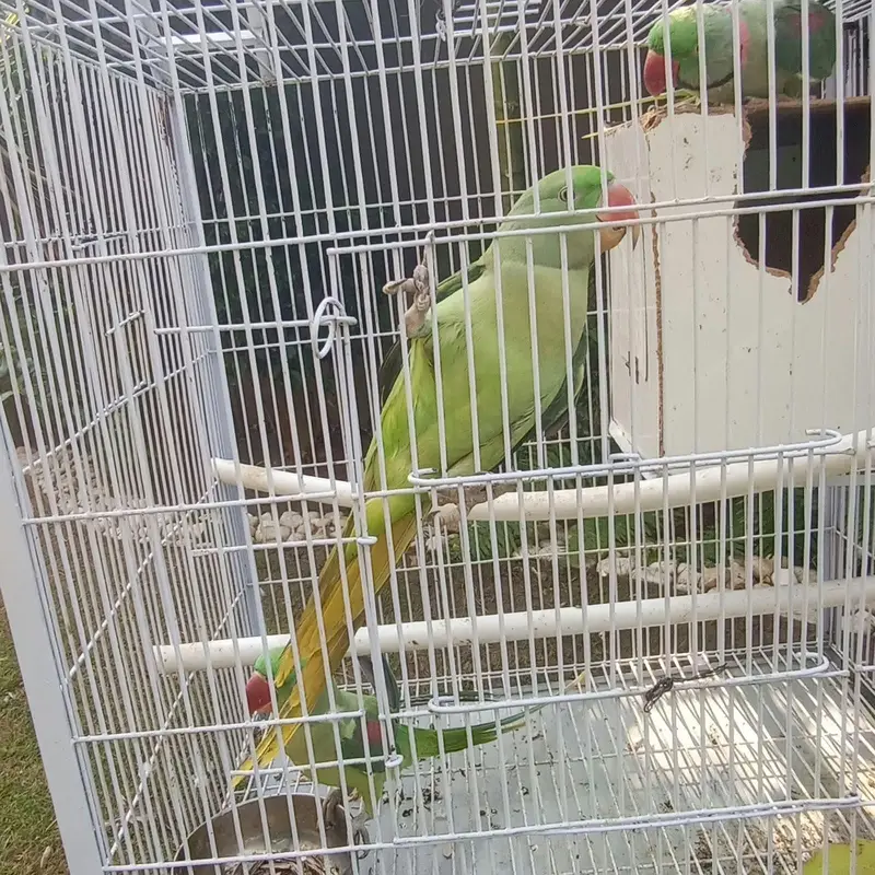Raw parrot — photo 2