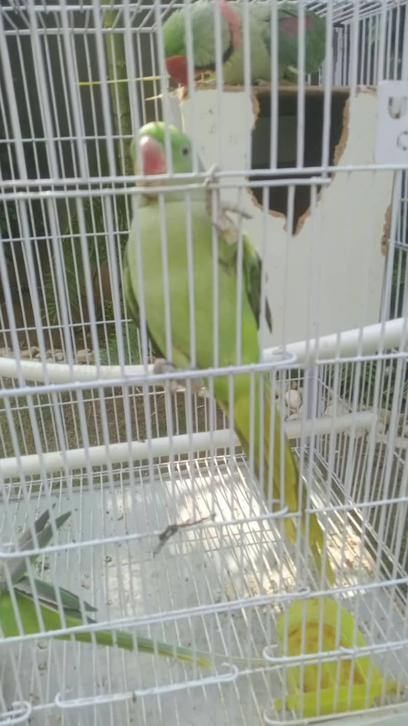 Raw parrot 2