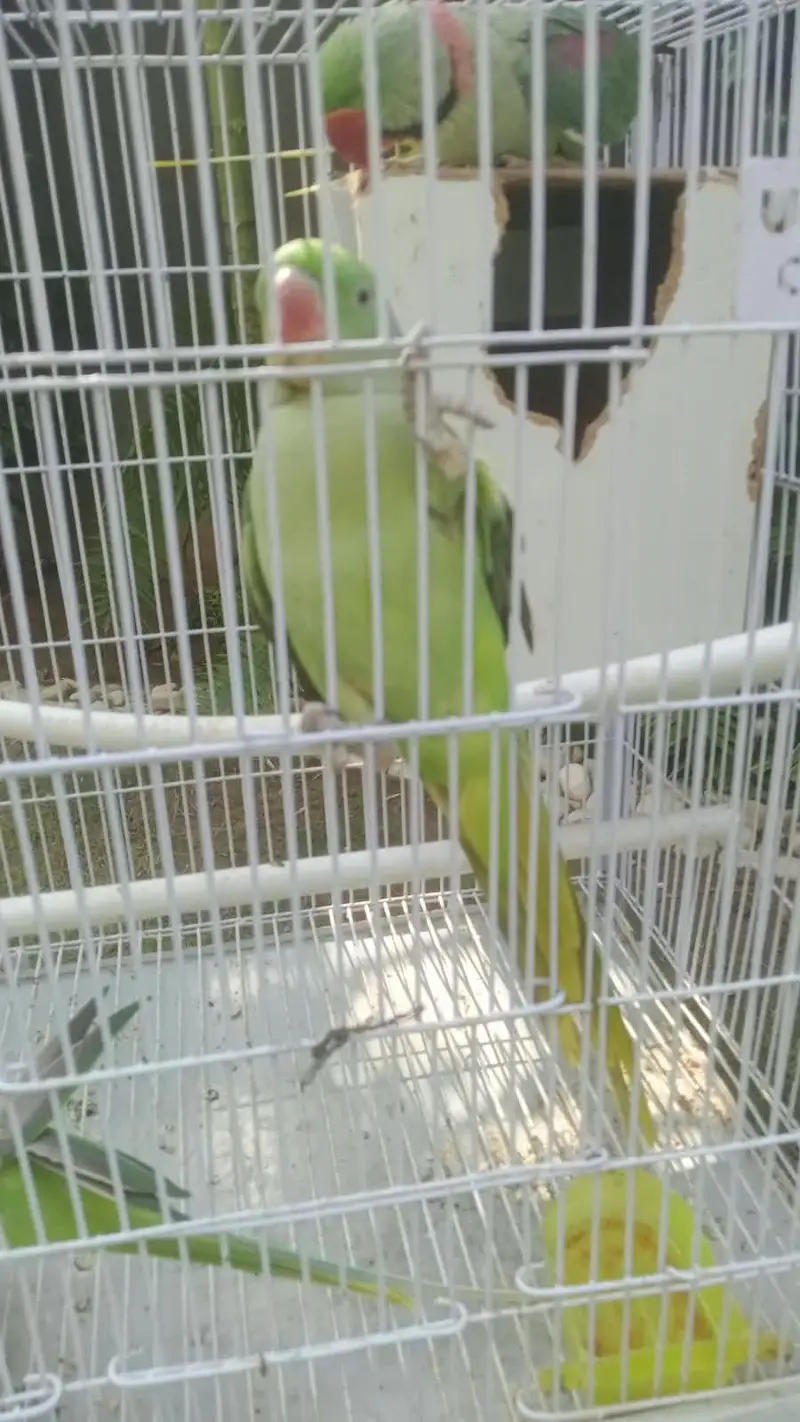 Raw parrot — photo 3