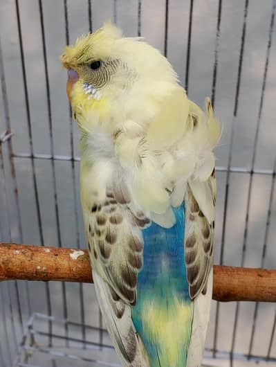MAASHAALLAH  HOGOROMO RECESSIVE PIED ADULT MALELOOKING FOR NEW HOM