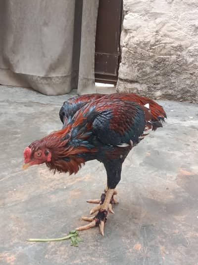 Aseel bird