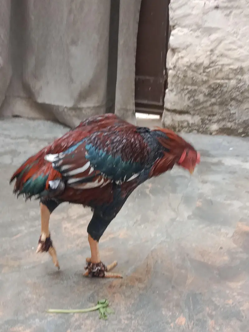 Aseel bird — photo 2