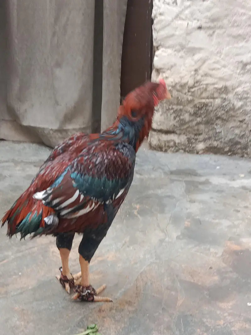 Aseel bird — photo 3