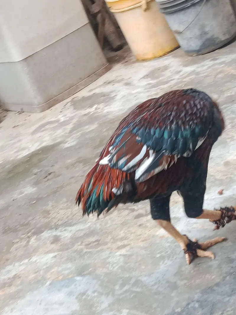 Aseel bird — photo 4