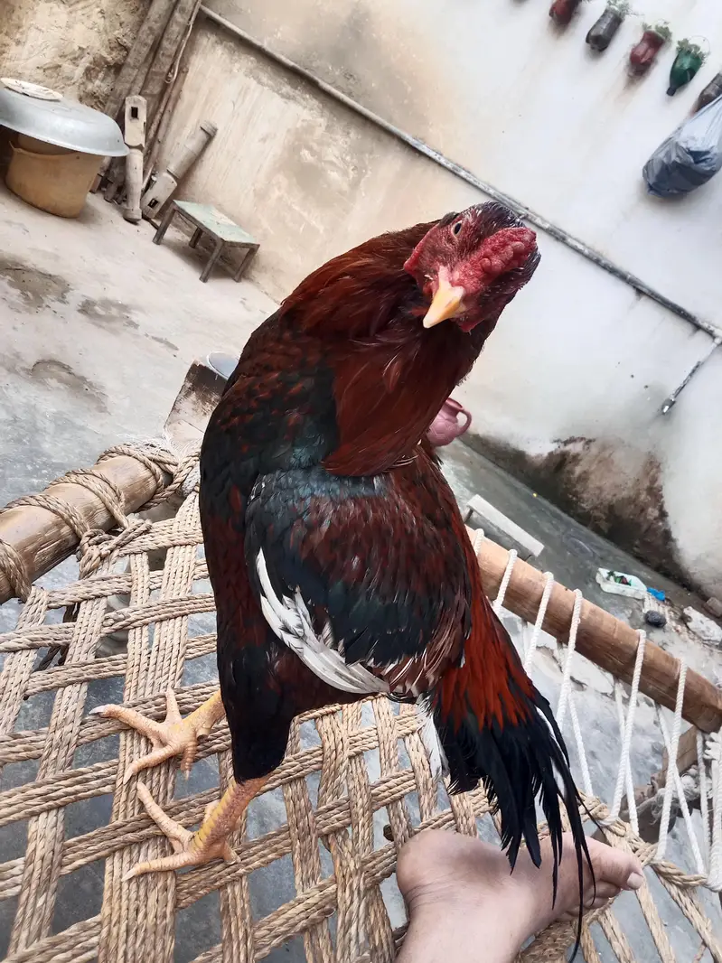 Aseel bird — photo 8