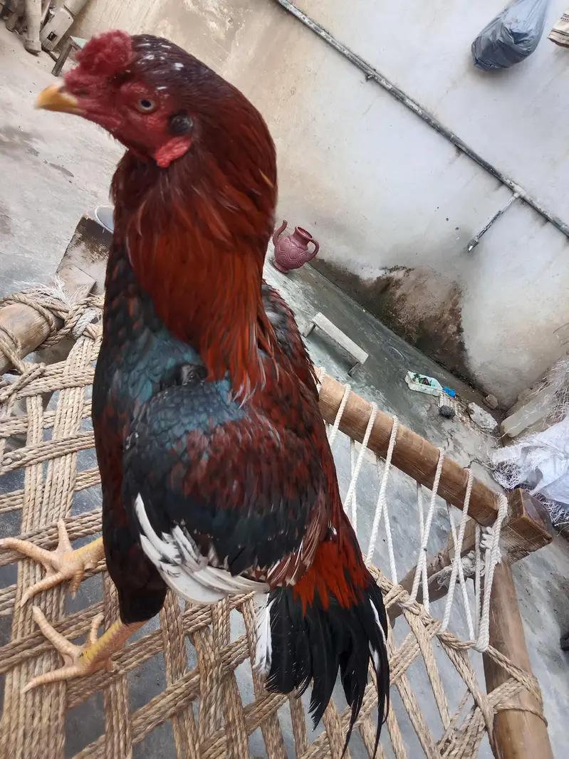 Aseel bird — photo 10