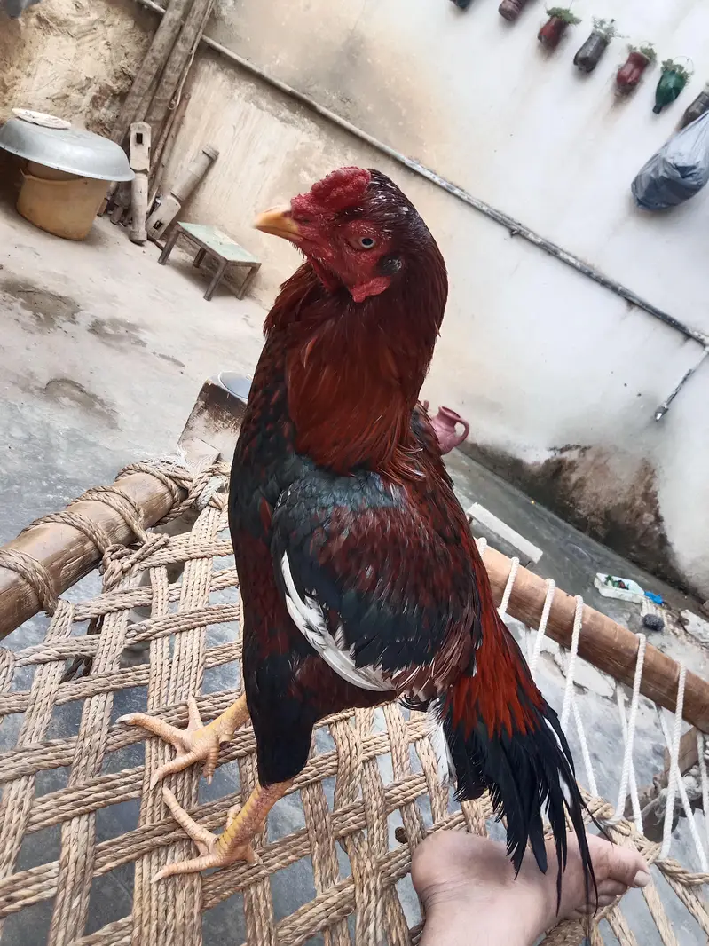 Aseel bird — photo 11