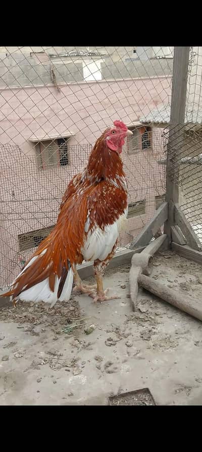 Aseel