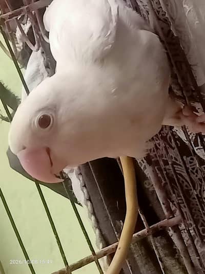 Albino Red eyes breeder pair