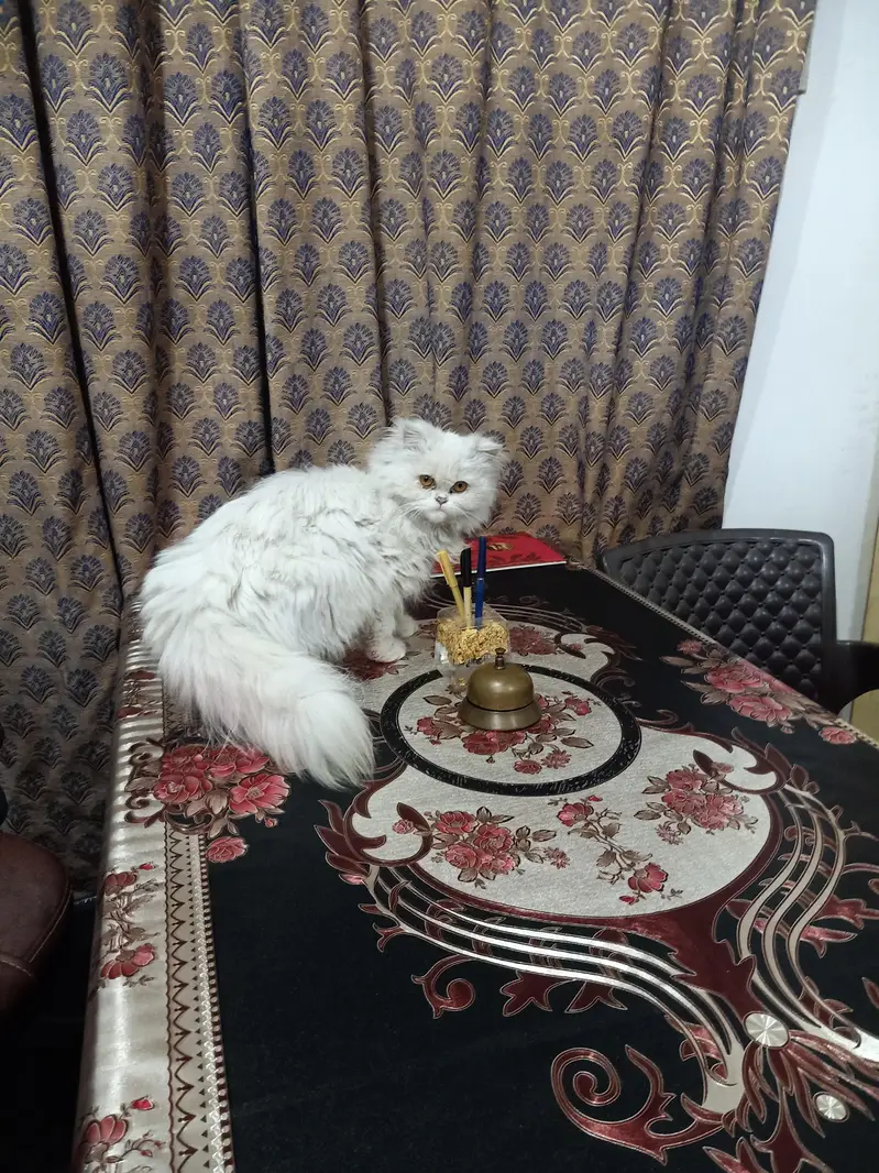pure Persian home bread triple Coted  03404731540 — photo 3