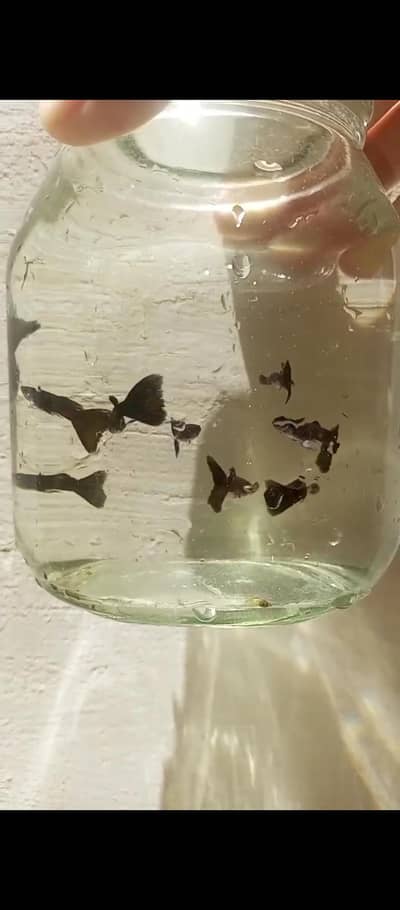 guppy and shrimp