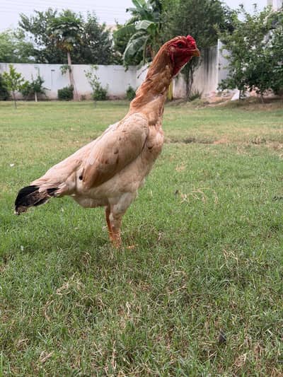 Shamo and Vietnam Aseel for Sale