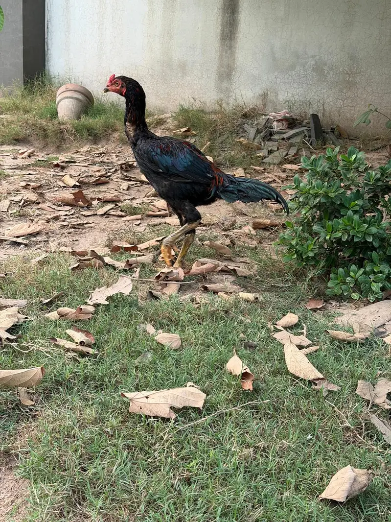 Shamo and Vietnam Aseel for Sale — photo 2
