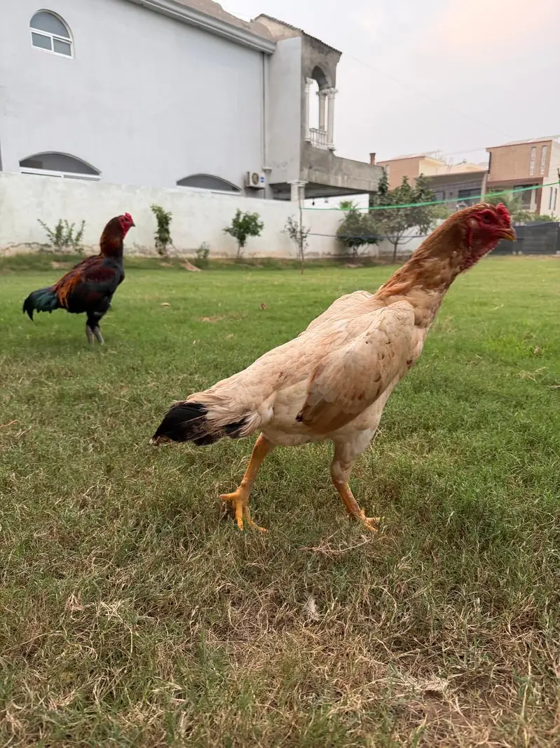 Shamo and Vietnam Aseel for Sale — photo 4