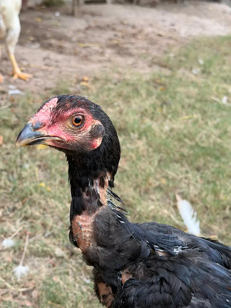 Shamo and Vietnam Aseel for Sale — photo 7