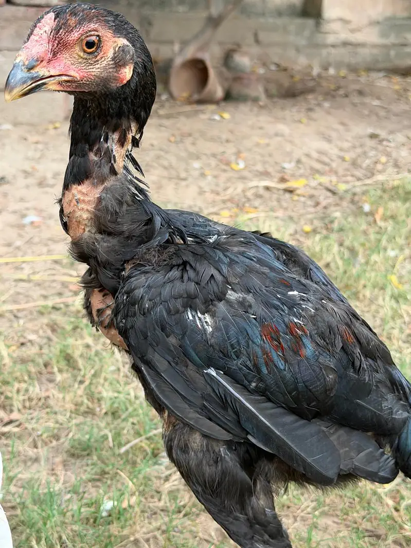Shamo and Vietnam Aseel for Sale — photo 8