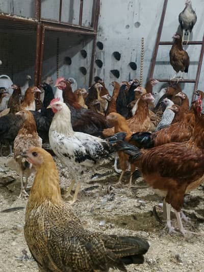 Golden Misri | Misri Hens | Golden Misri Pthiyan / pthy Available