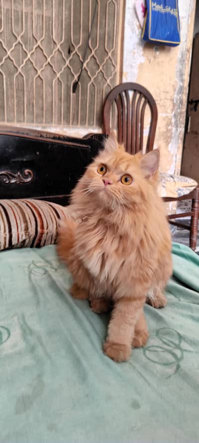 Jojo cat  name