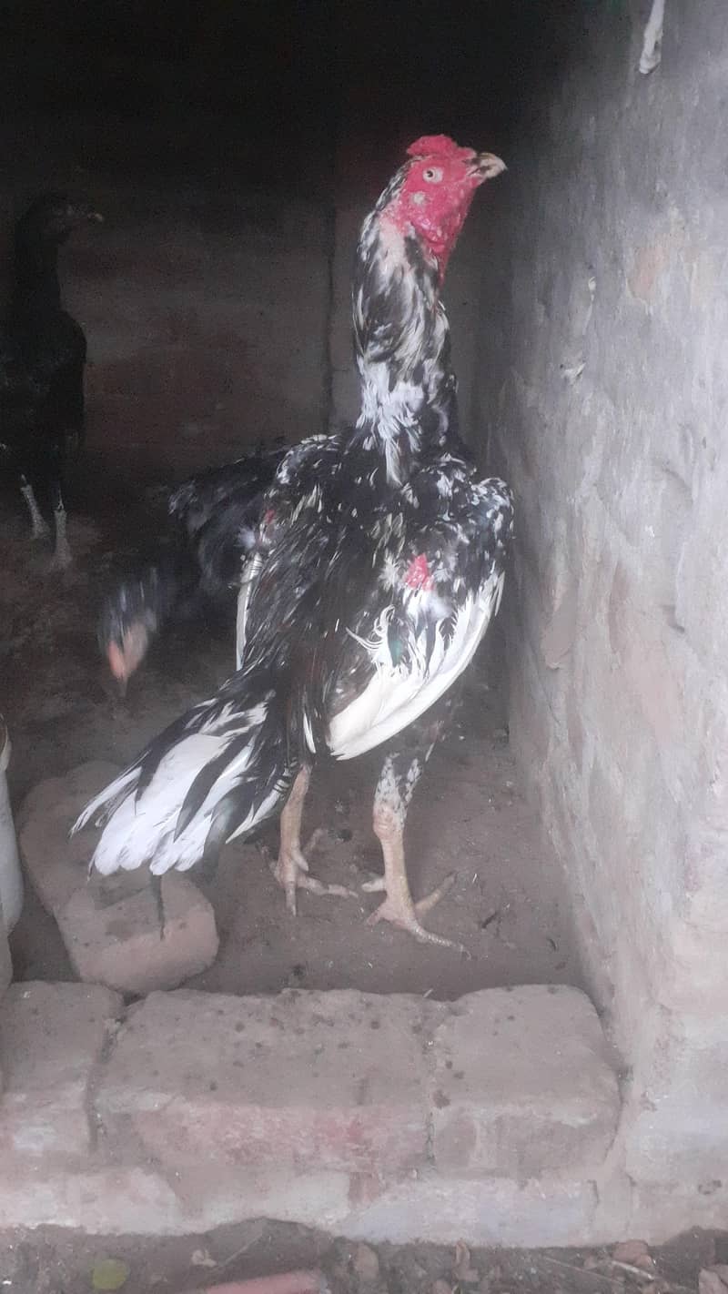 سندھی اصیل مرغ 1
