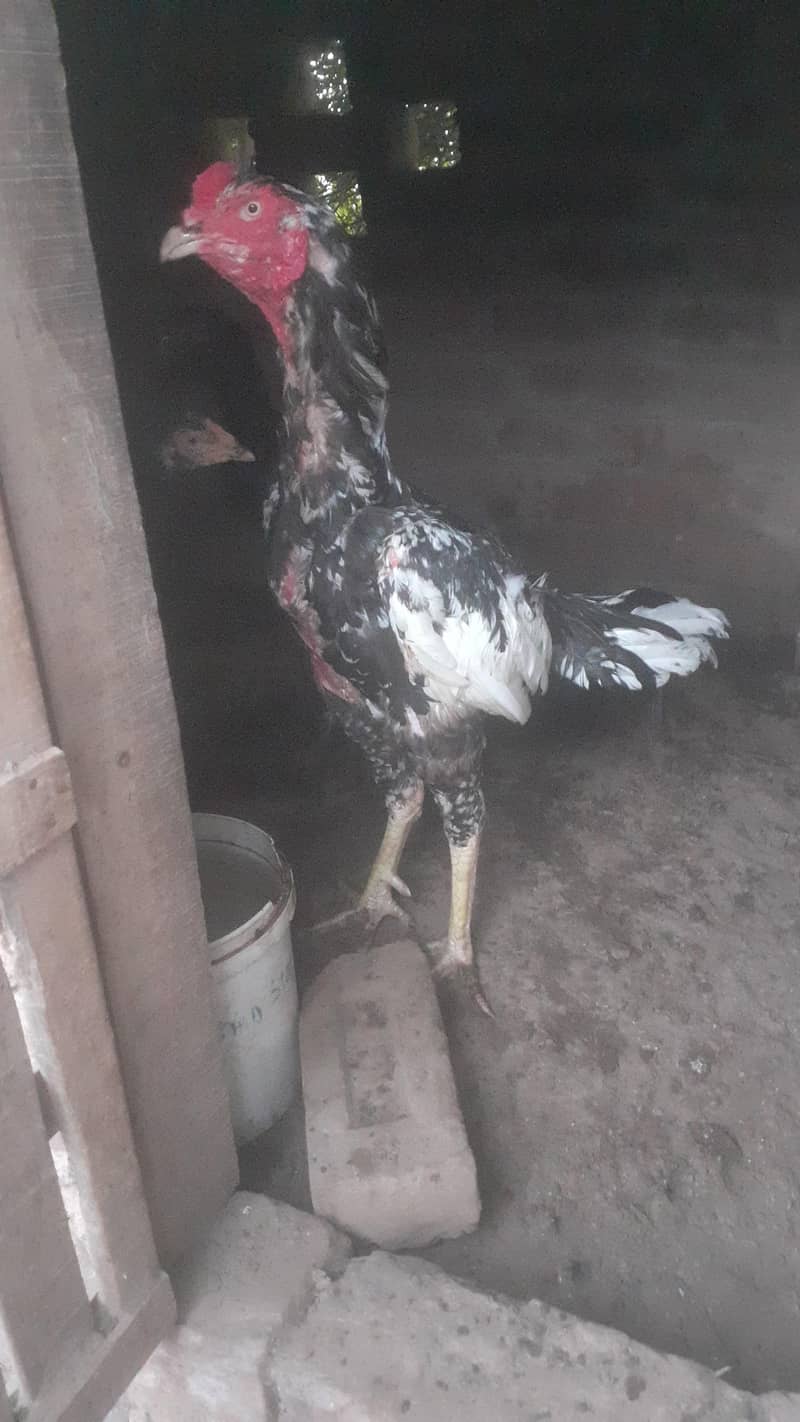 سندھی اصیل مرغ 3