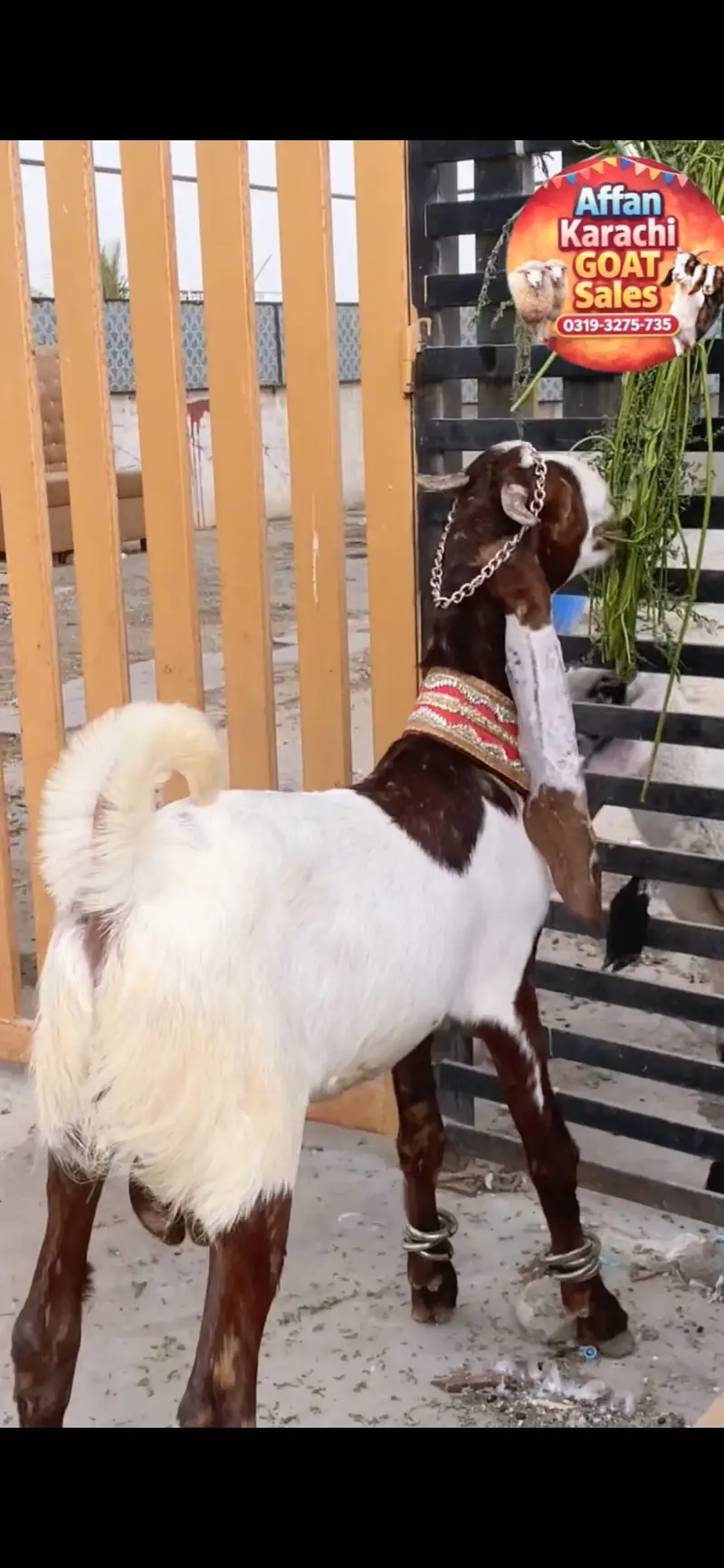 MASHALLAH GGAR KA PALAWA KHELNAY WALA BACHA — photo 2
