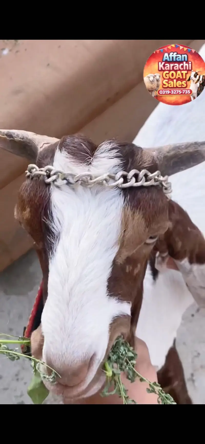 MASHALLAH GGAR KA PALAWA KHELNAY WALA BACHA — photo 4