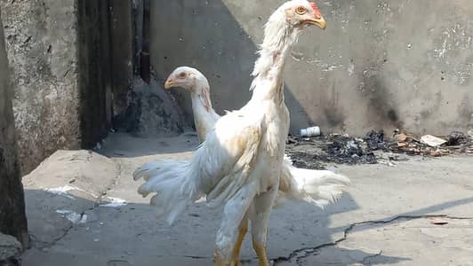 HEERA PAIR | QANDHARI | KANDHARI | HEERA  | ASEEL | PAIR