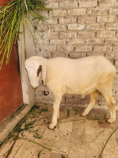 Sheep for sell_ bher_dumba