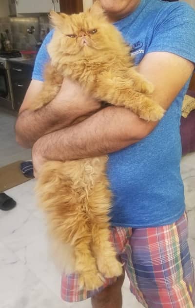 Pure Persion punch face Male Cat