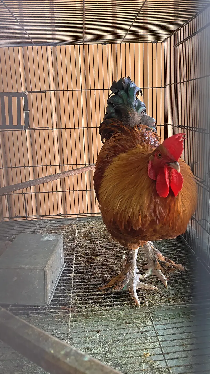 Desi and fancy Murghay — photo 2