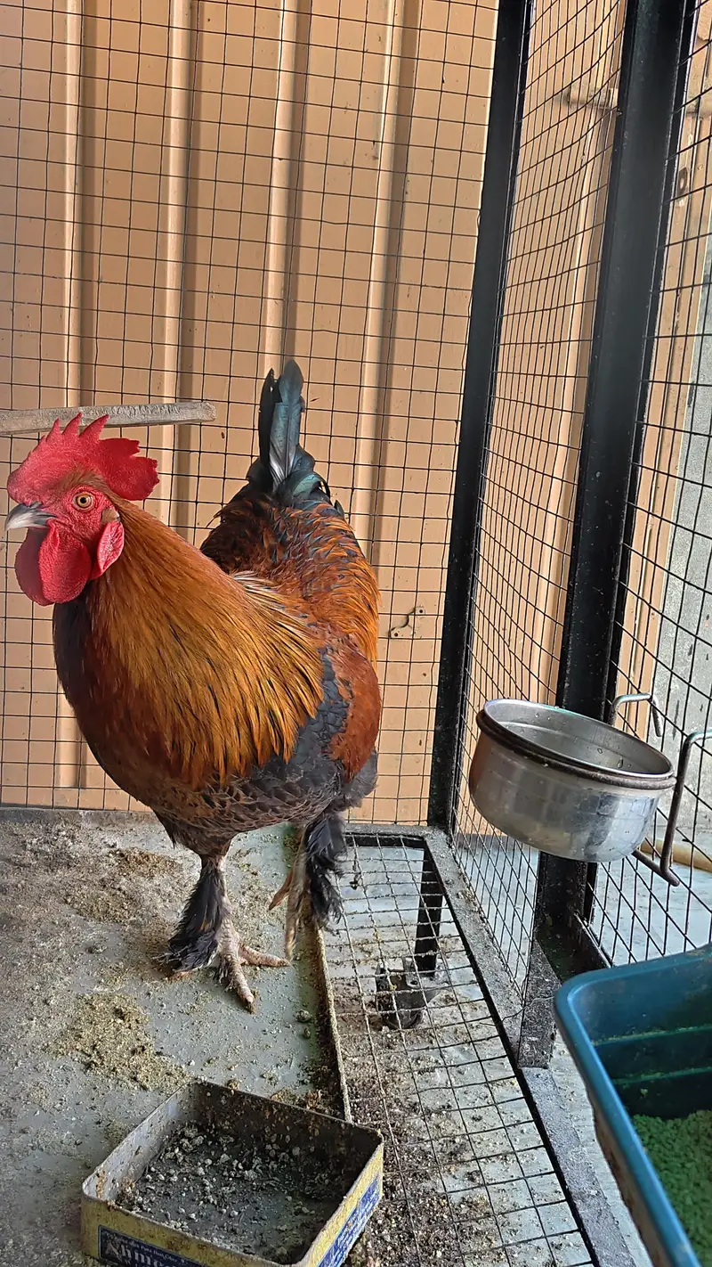 Desi and fancy Murghay — photo 4