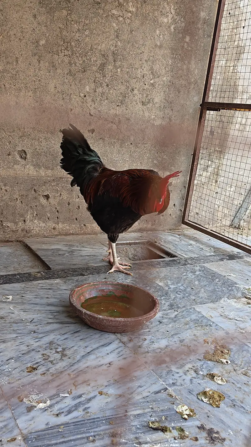 Desi and fancy Murghay — photo 5