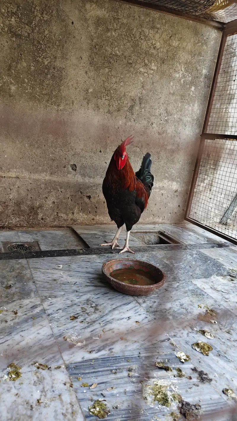 Desi and fancy Murghay — photo 6