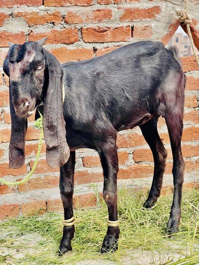 4 Beetal for sale only serious buyers please